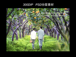 苹果园