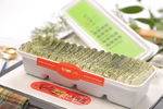 卡缇诺抹茶抖音盒子