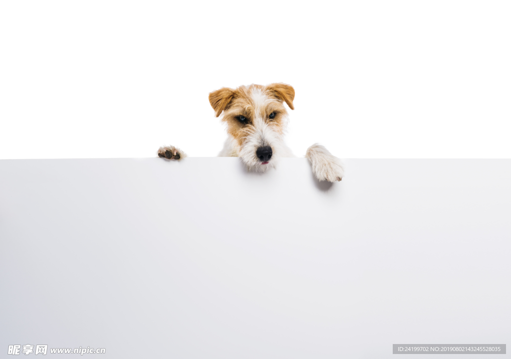 狗