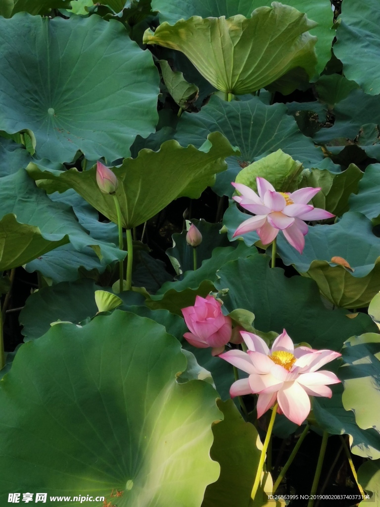 荷花