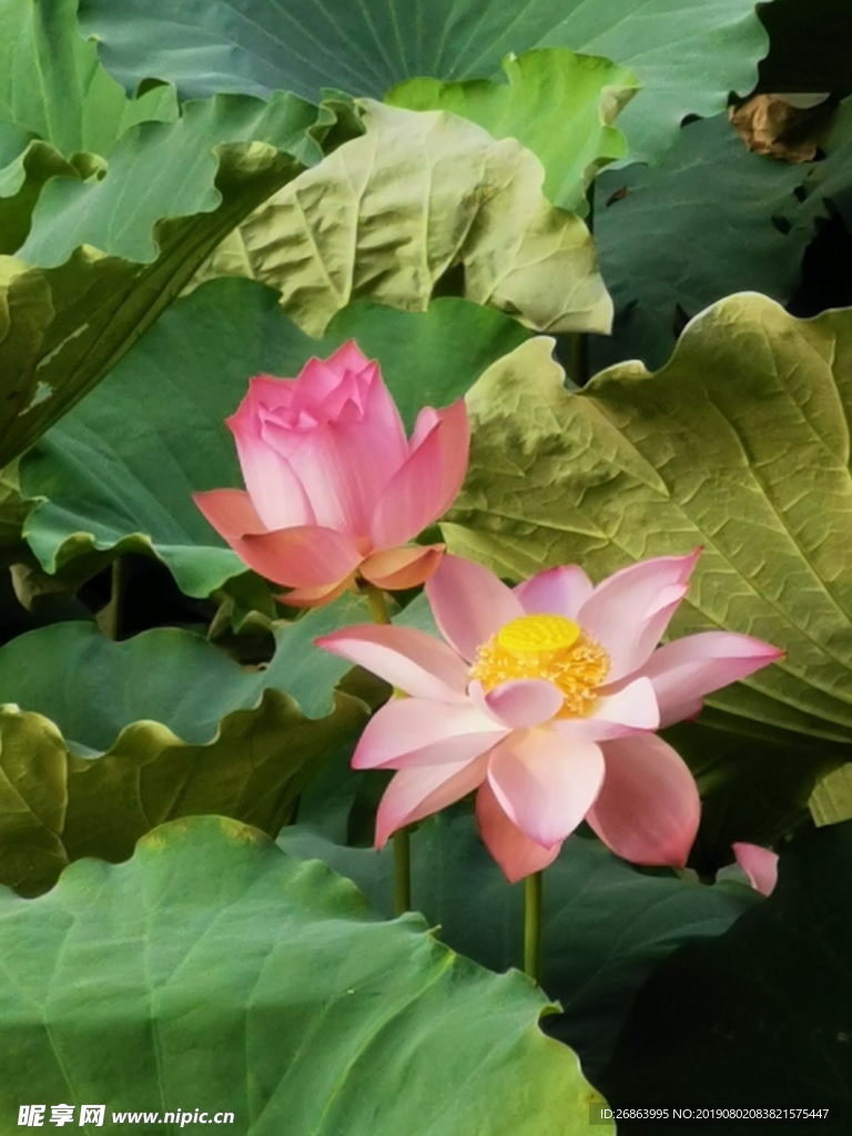 荷花