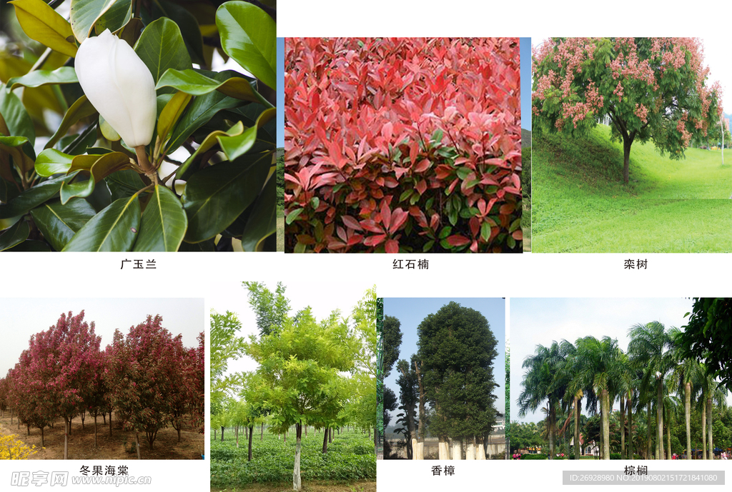 植物图例