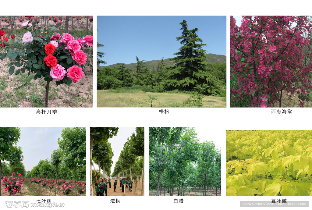 植物图例