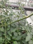小番茄