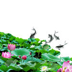 荷花