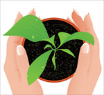 手捧小植物树苗