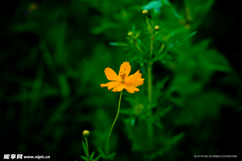 花