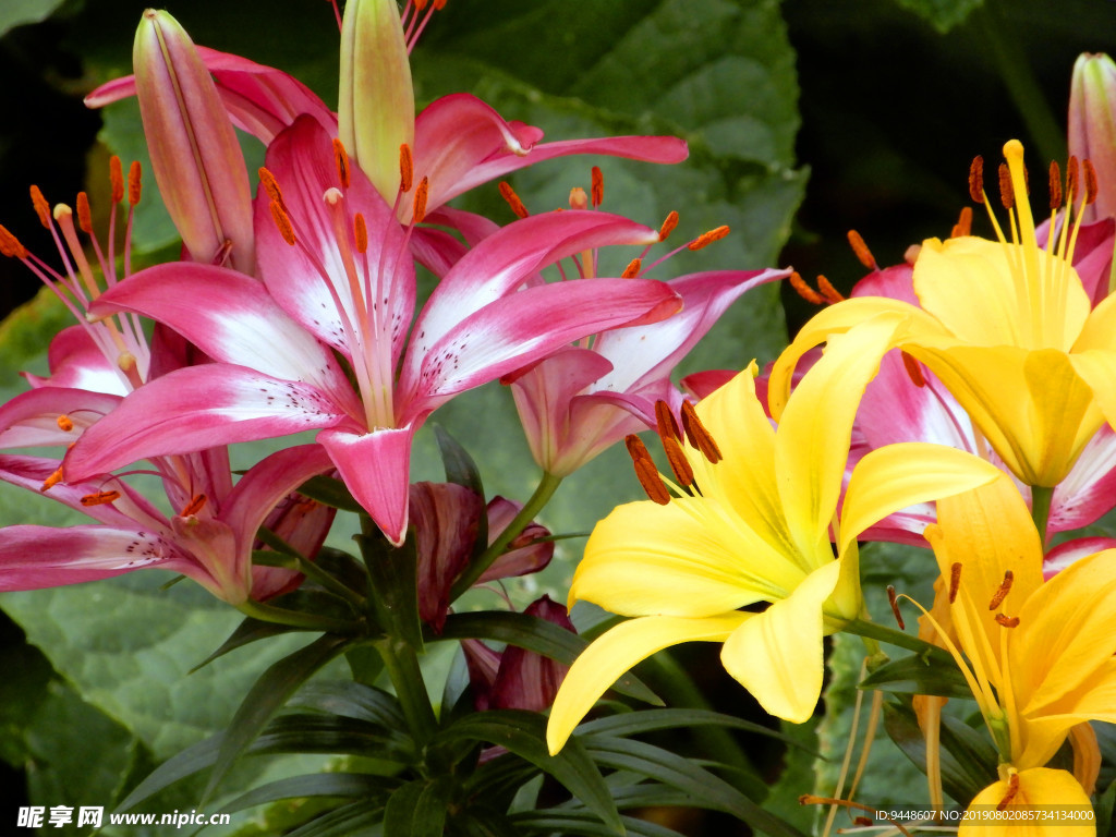 百合花