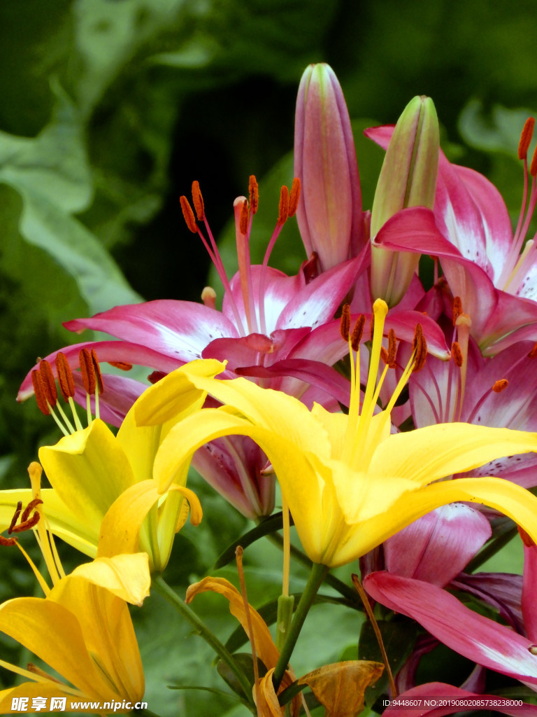 百合花