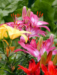 百合花