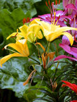 百合花
