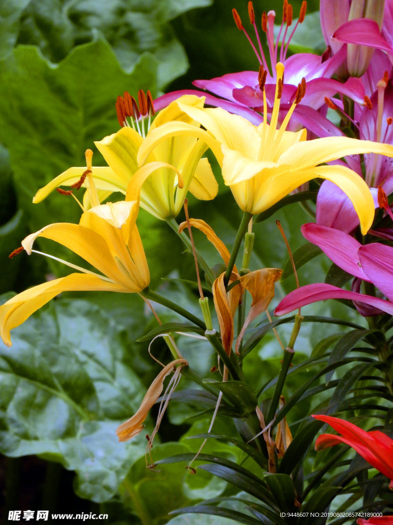 百合花