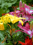 百合花
