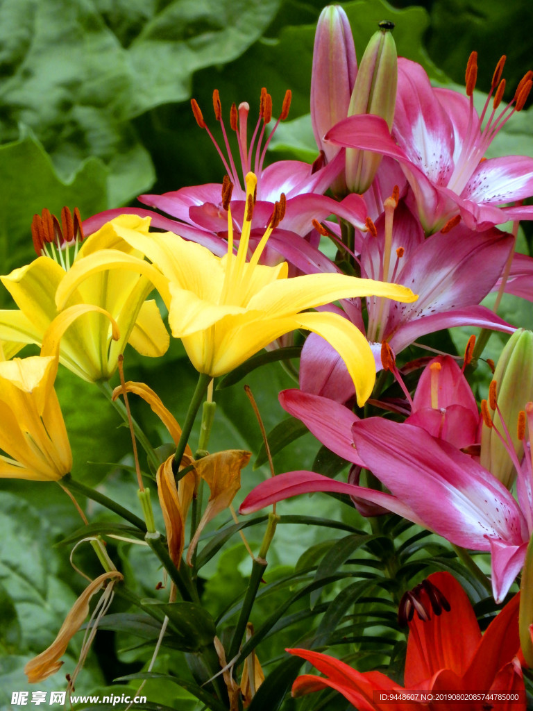 百合花