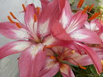 百合花
