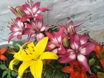百合花