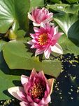 睡莲花