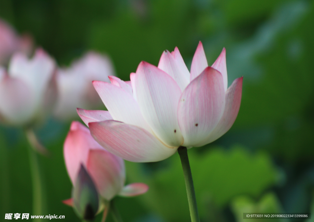 莲花