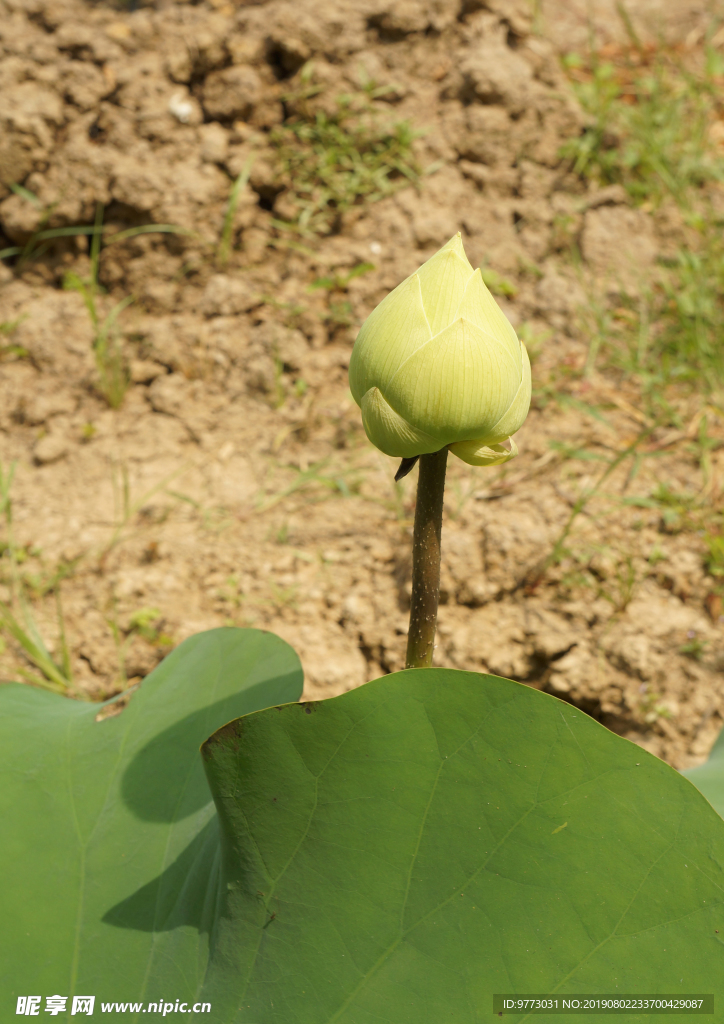 莲花