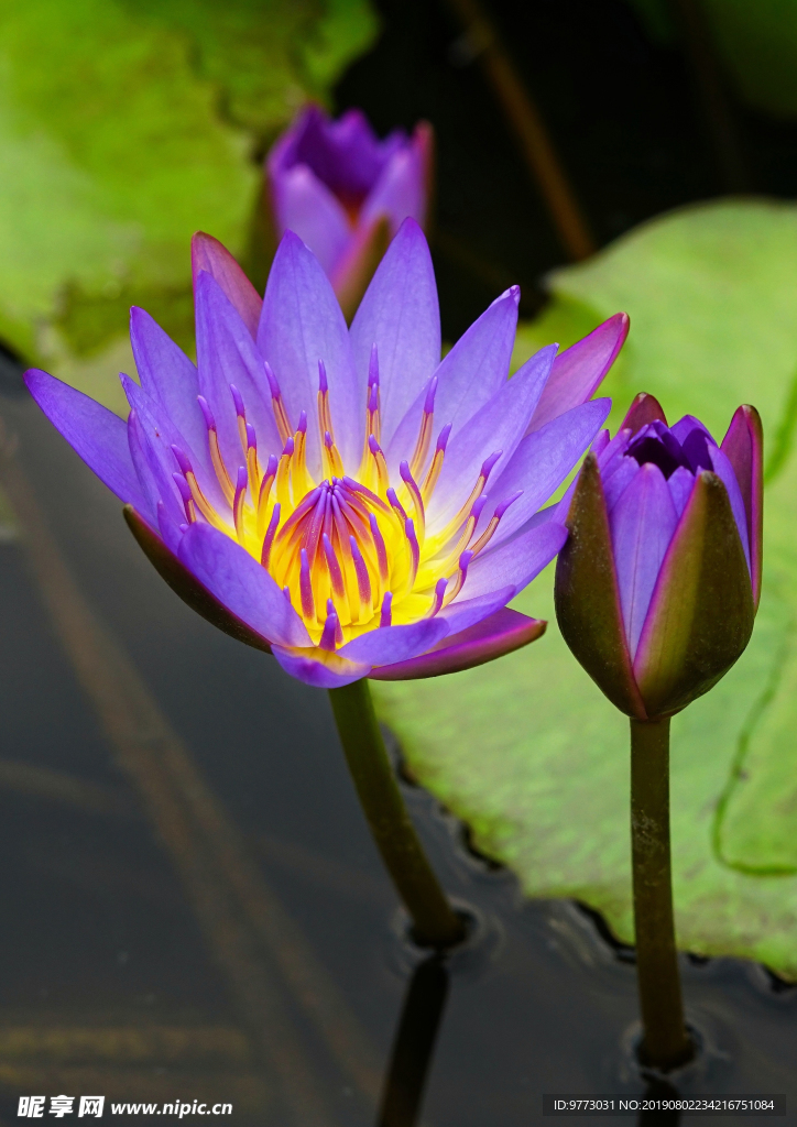 荷花
