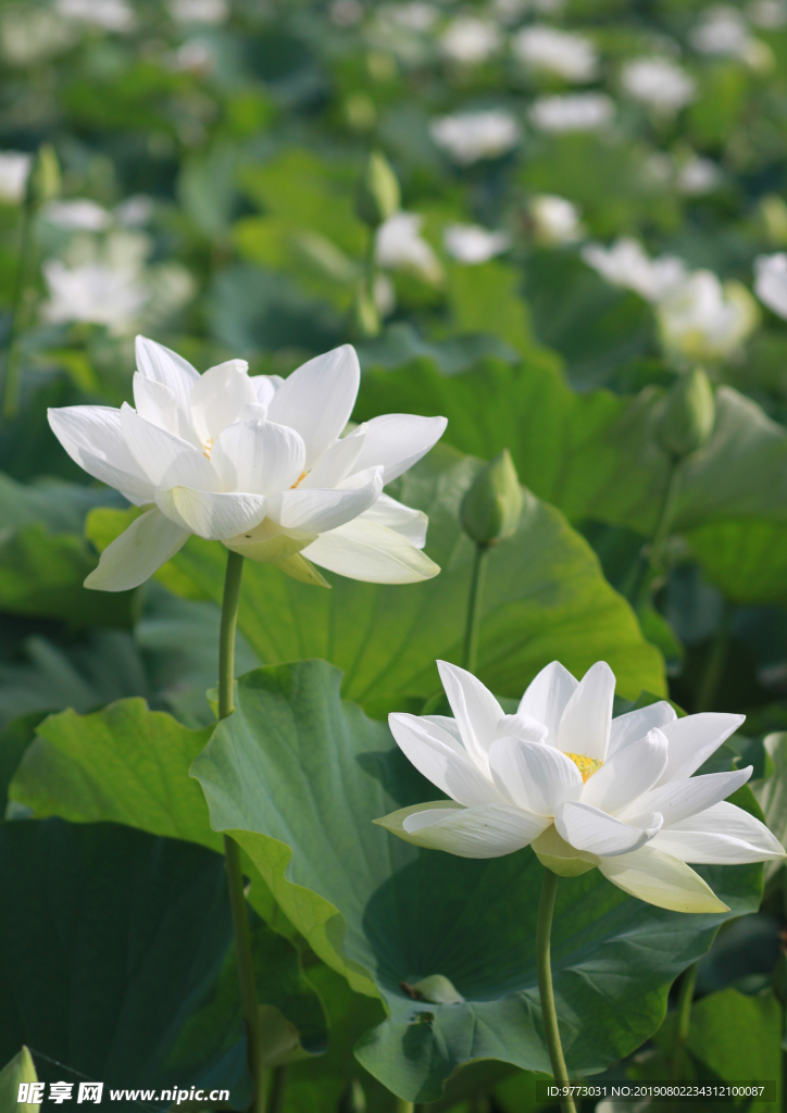 荷花