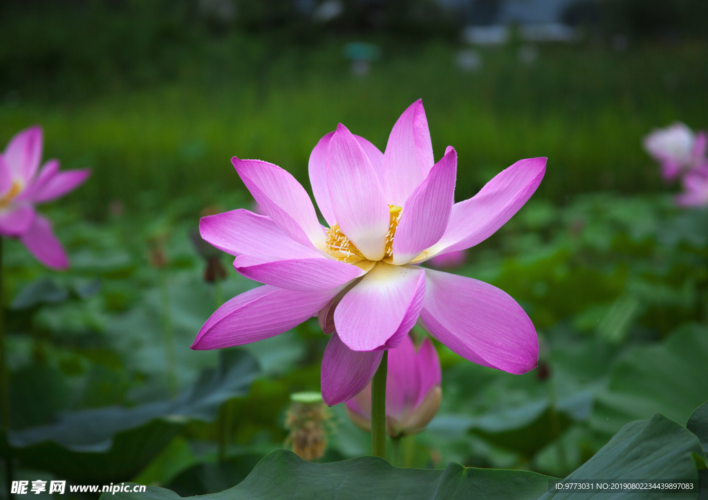 荷花