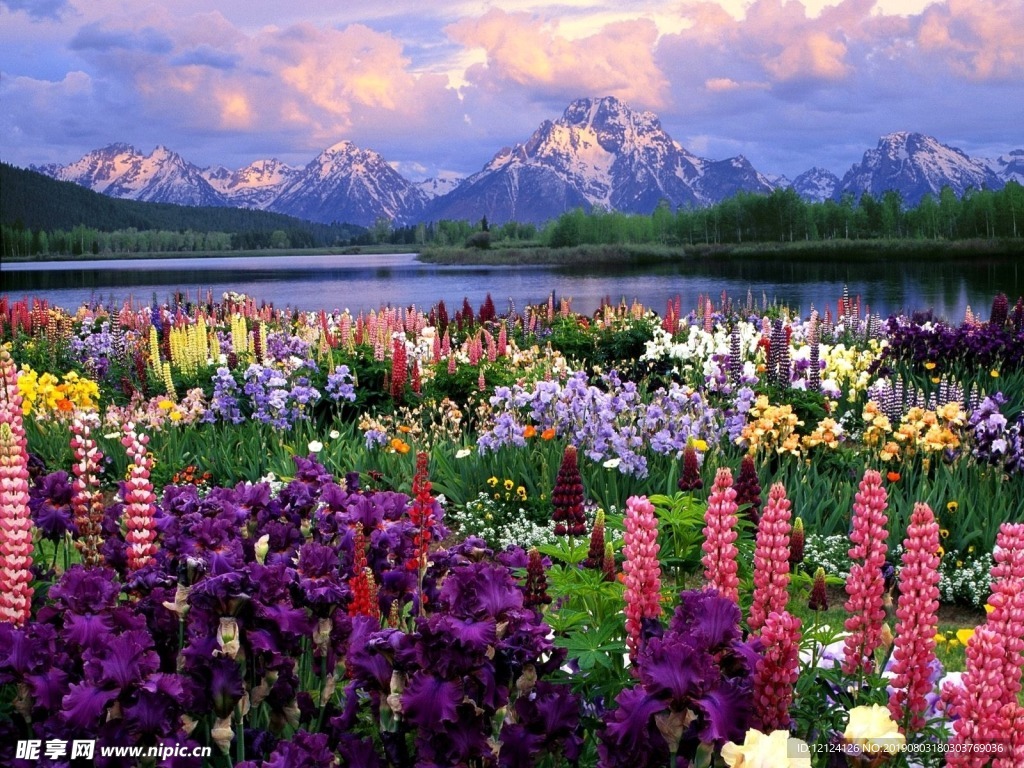 花 背景 自然 艺术 图形 春