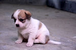 小狗