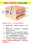 皮肤结构图