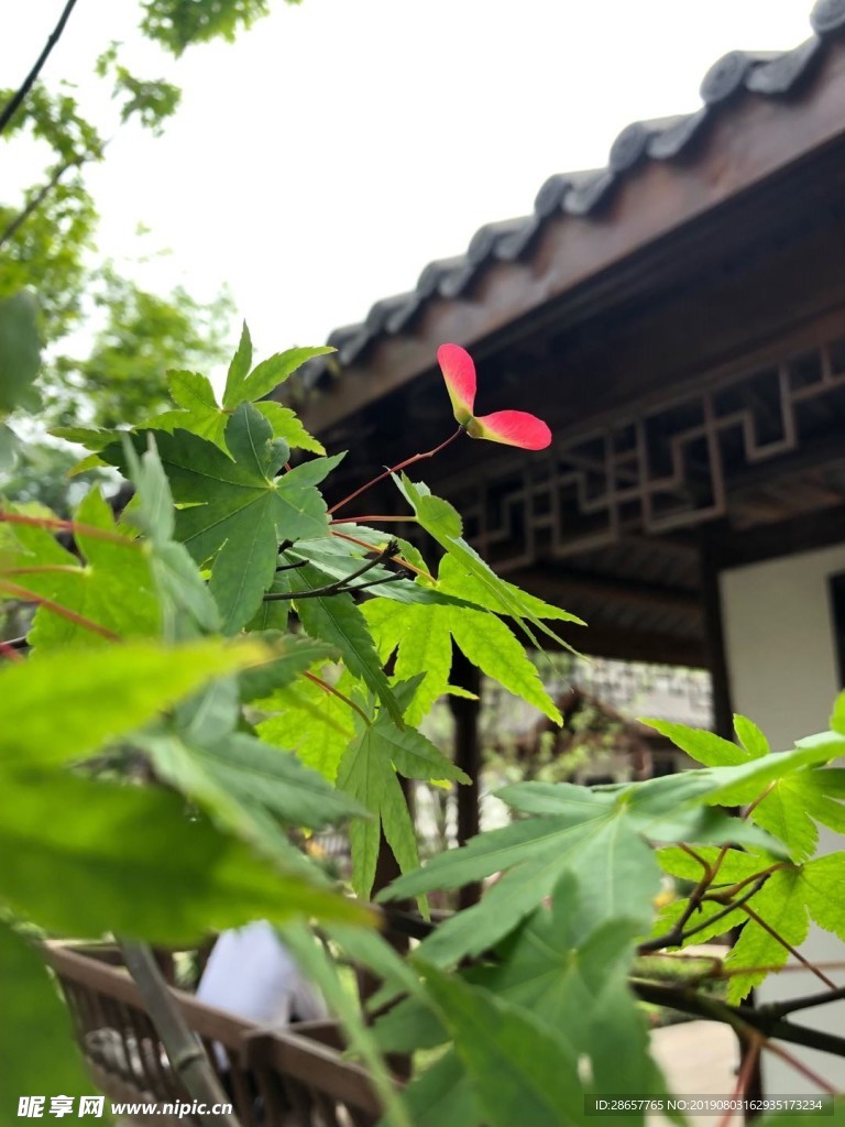 心叶
