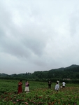公园绿植