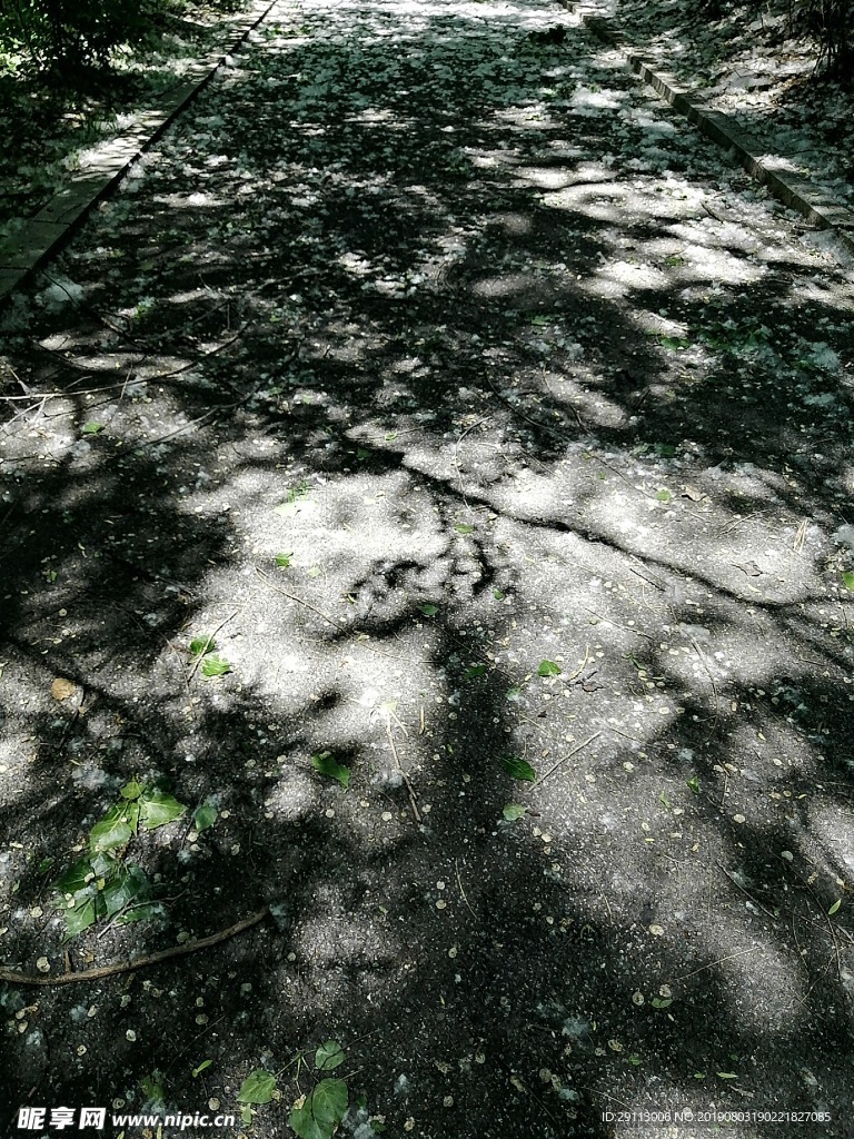 公园绿植