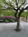 公园绿植