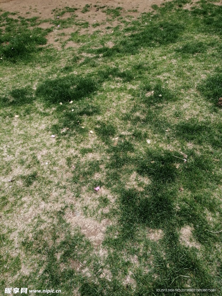 公园绿植