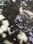 花瓣  樱花落花