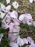 樱花落花