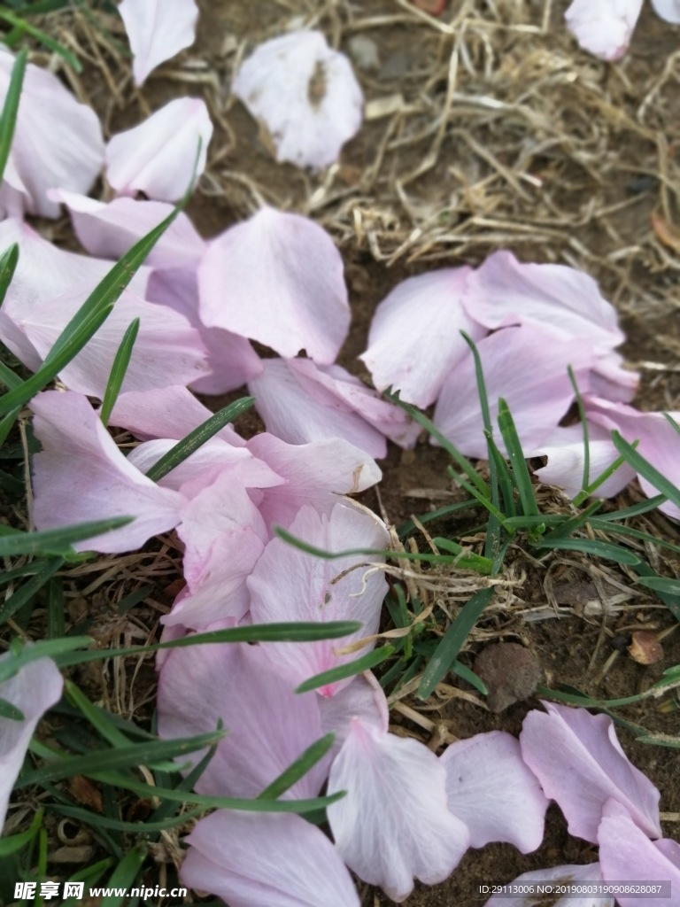 樱花落花