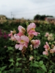 花朵