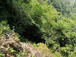 山中乔木