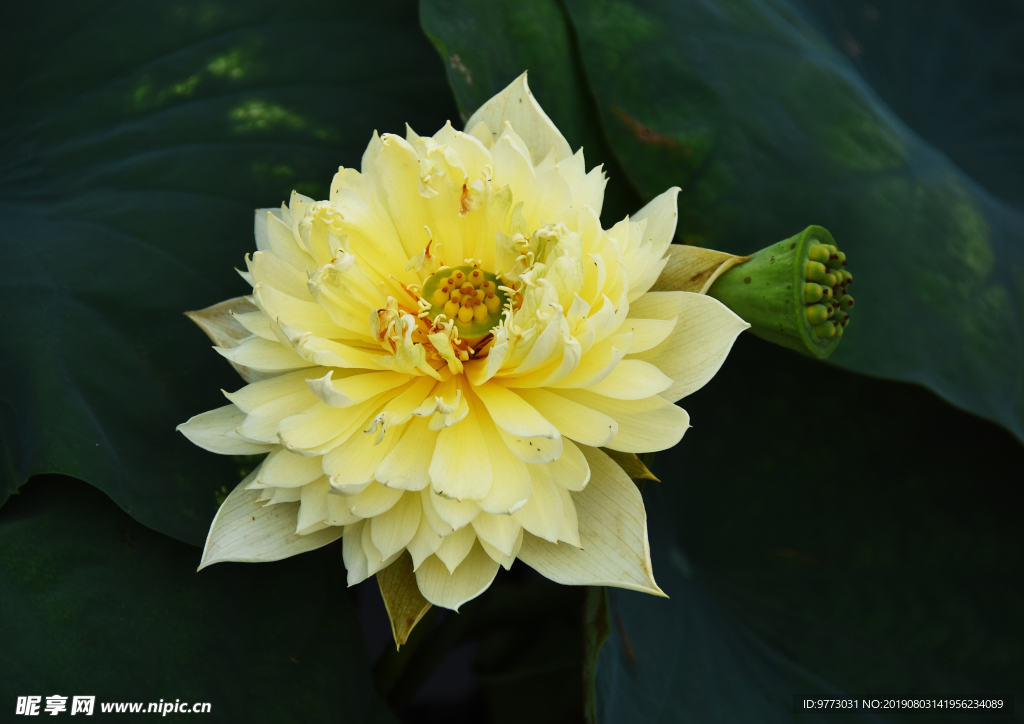 荷花