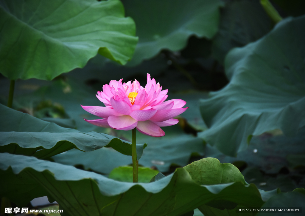 荷花