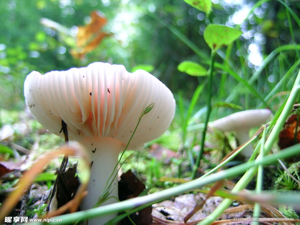 蘑菇