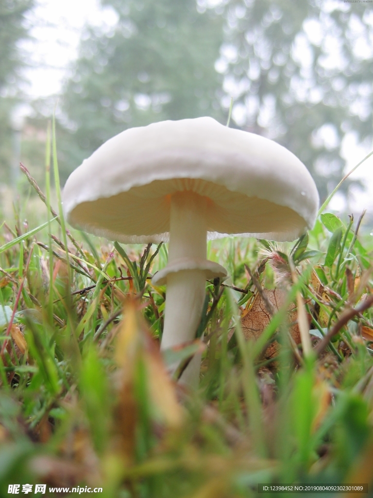 蘑菇