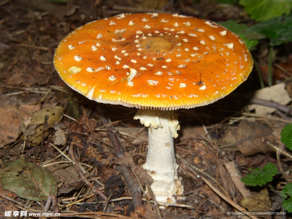 蘑菇