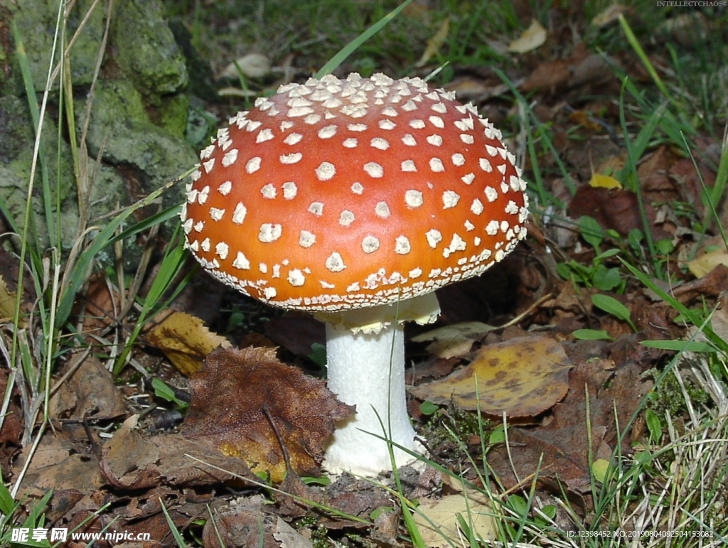 蘑菇