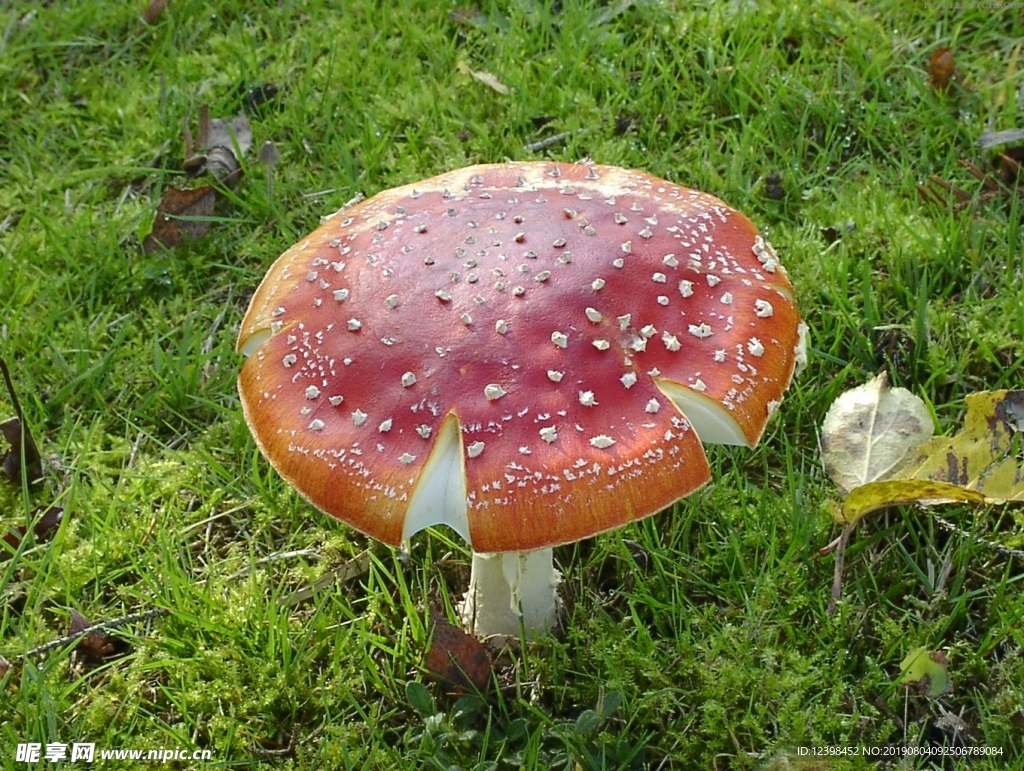 蘑菇