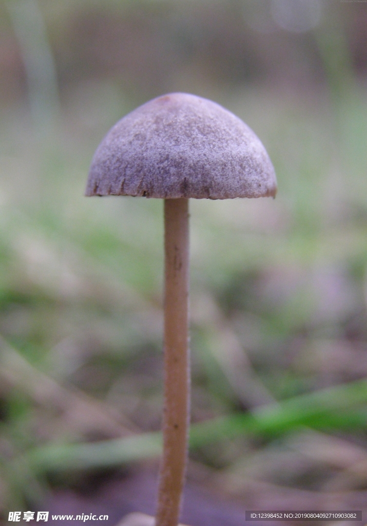 蘑菇