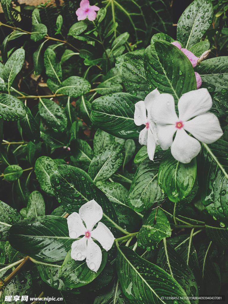 白色鲜花