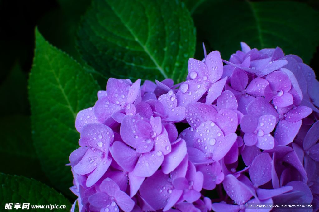 紫色鲜花