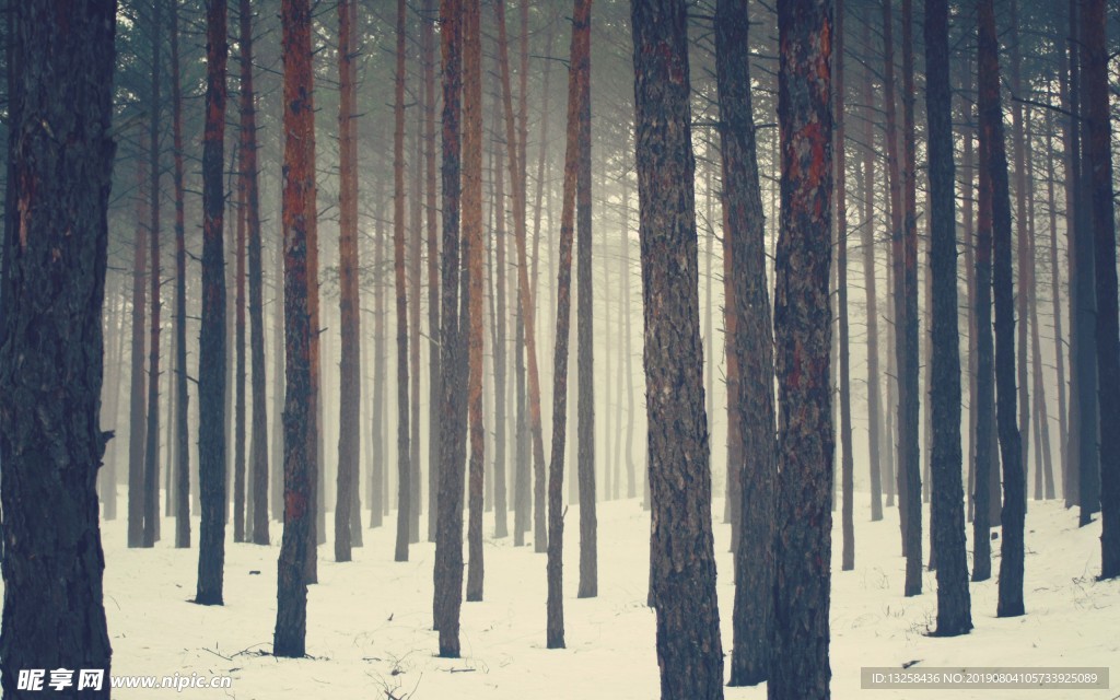树林大雪树木森林